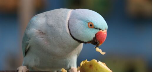 папагалът не яде