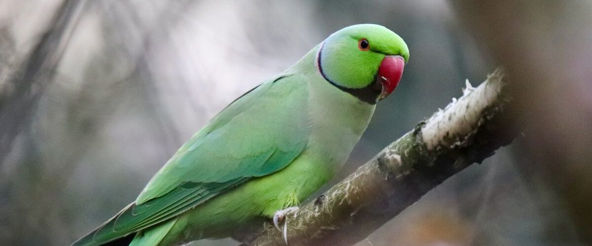 Папагалът пищи