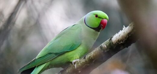 Папагалът пищи