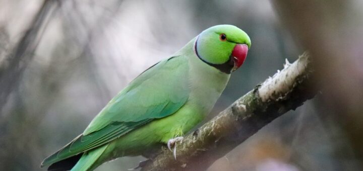 Папагалът пищи
