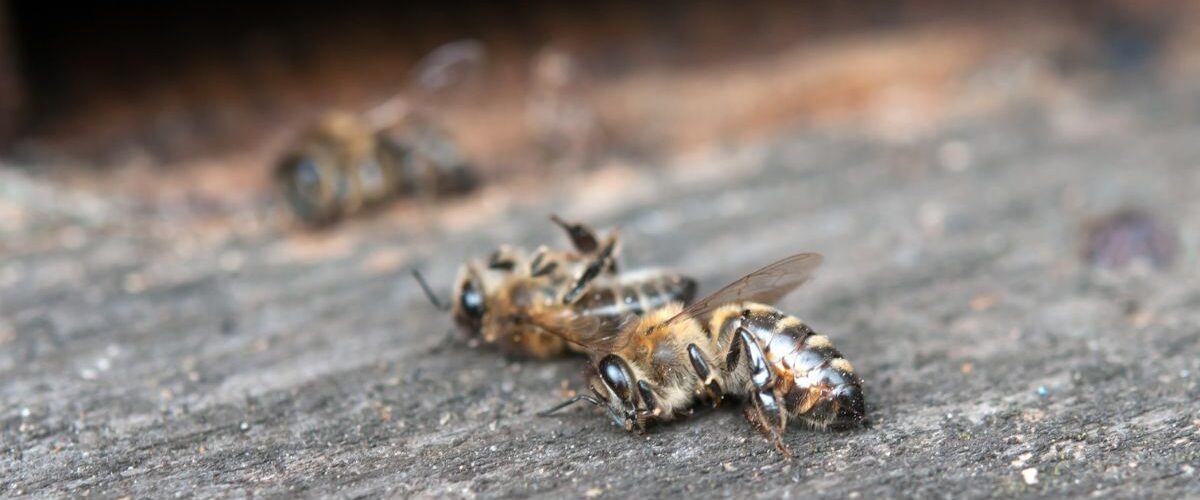 Пчелите умират