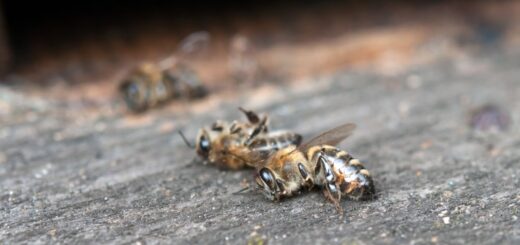 Пчелите умират