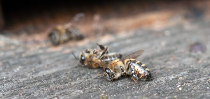 Пчелите умират