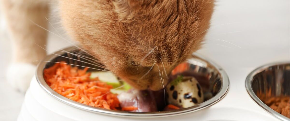 С какво да храним котка