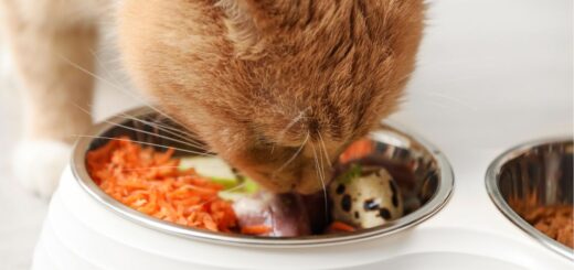 С какво да храним котка