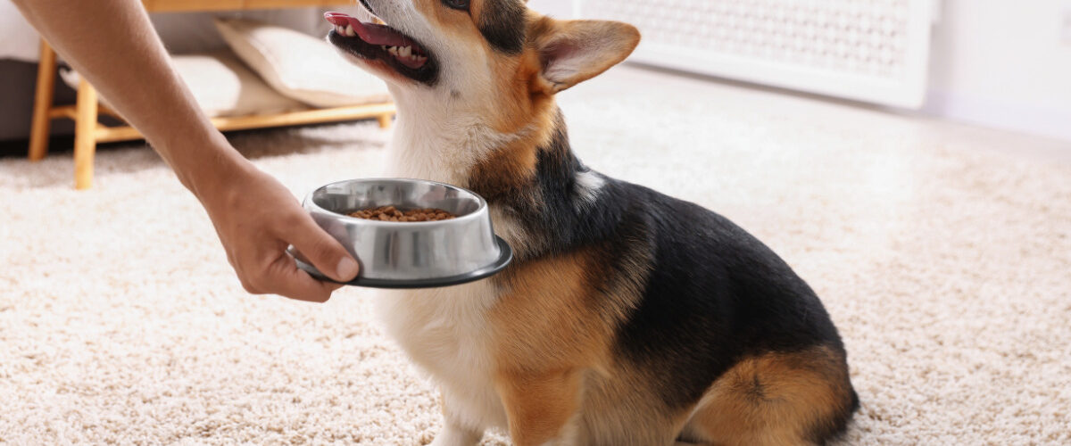 С какво да храним куче