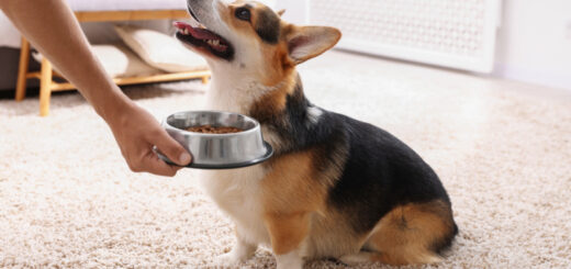 С какво да храним куче