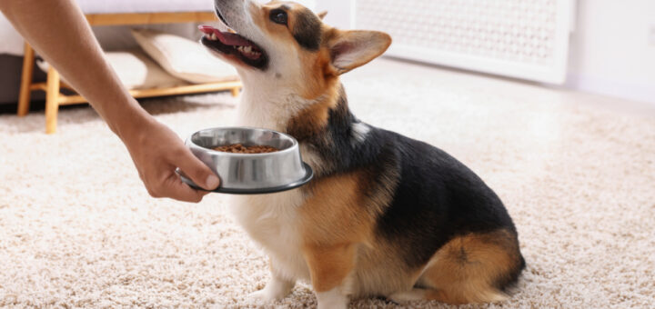 С какво да храним куче