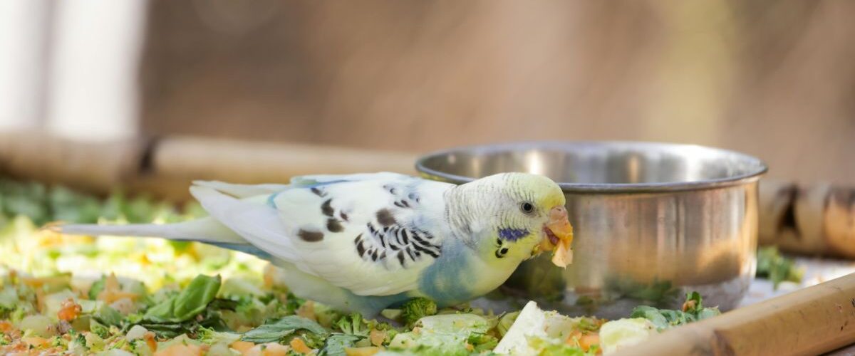С какво се храни папагал