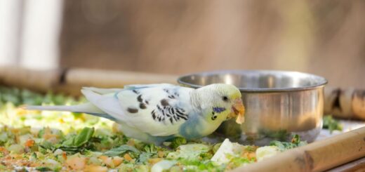 С какво се храни папагал