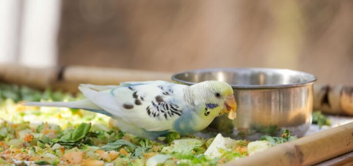 С какво се храни папагал