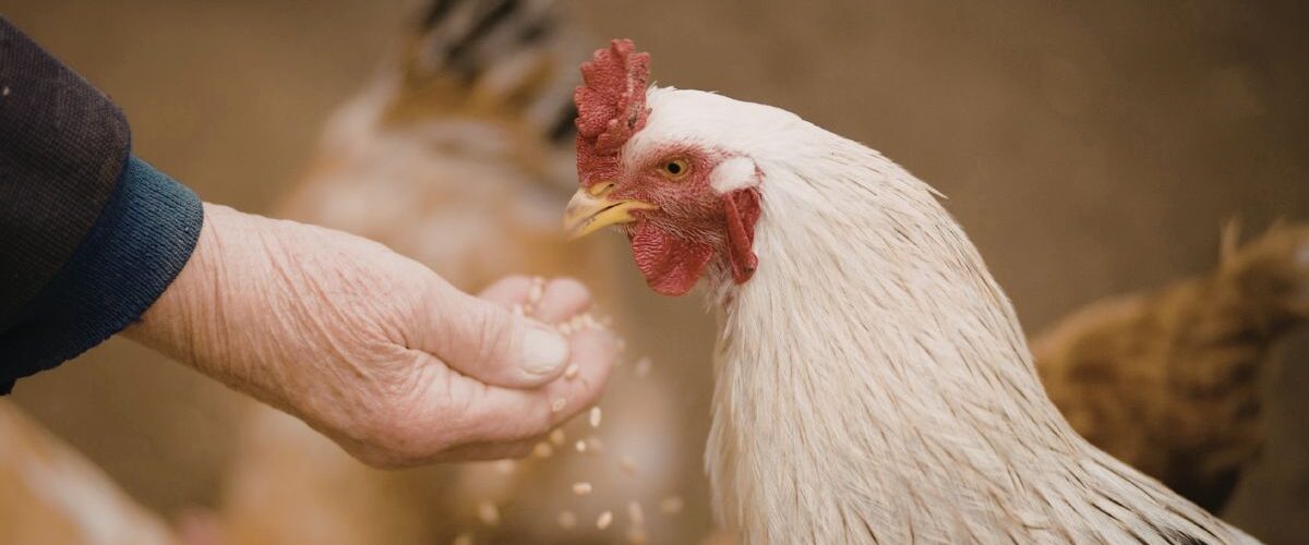 С какво се хранят кокошките