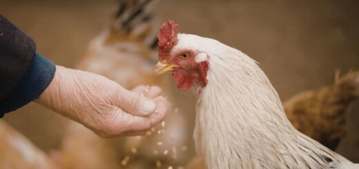 С какво се хранят кокошките