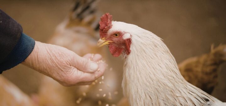 С какво се хранят кокошките