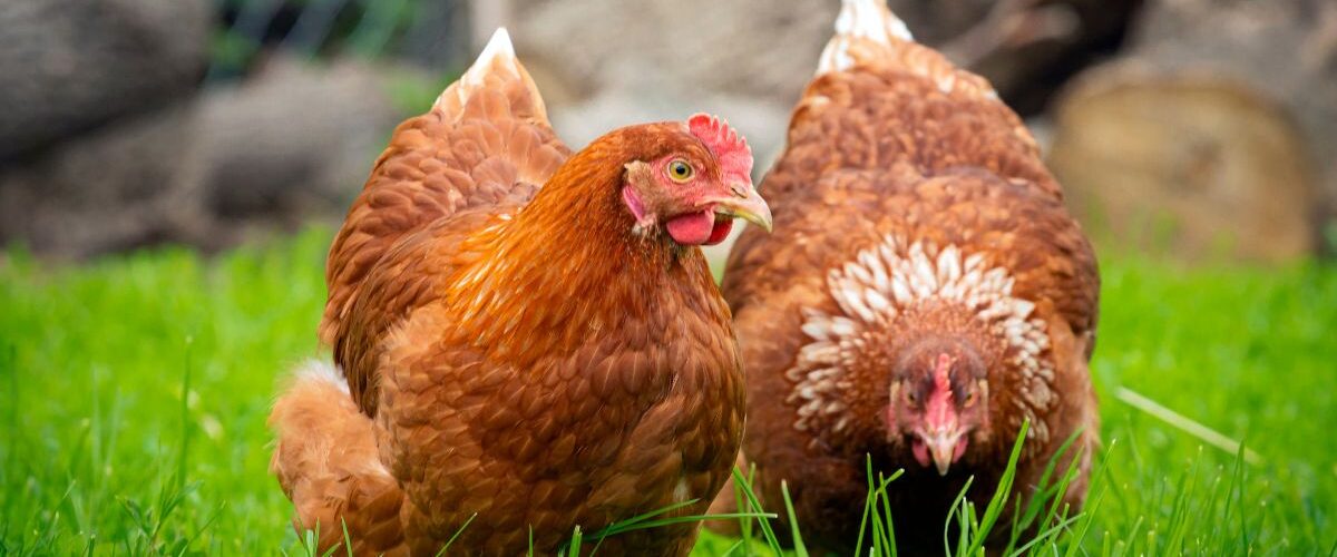 Бяла диария при кокошките