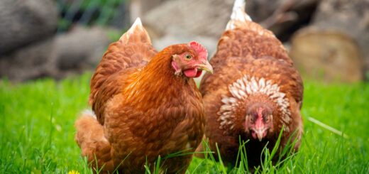 Бяла диария при кокошките