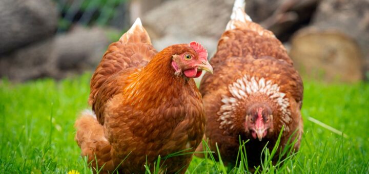 Бяла диария при кокошките