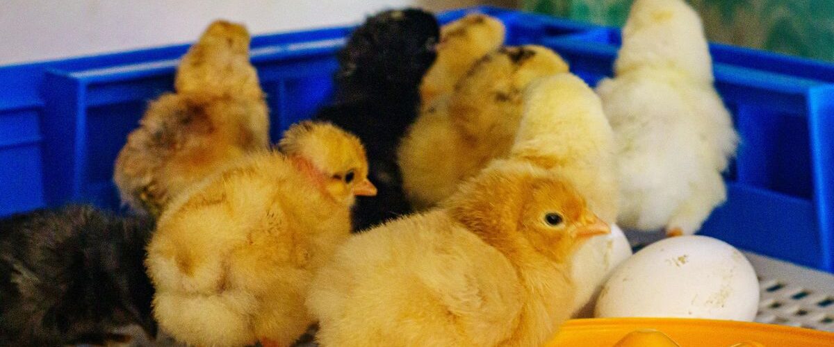 Инкубатор за яйца