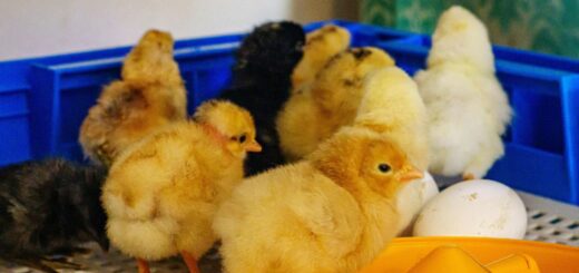 Инкубатор за яйца