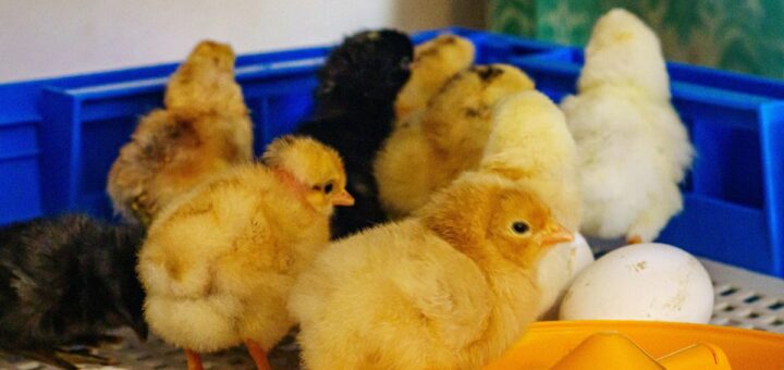 Инкубатор за яйца