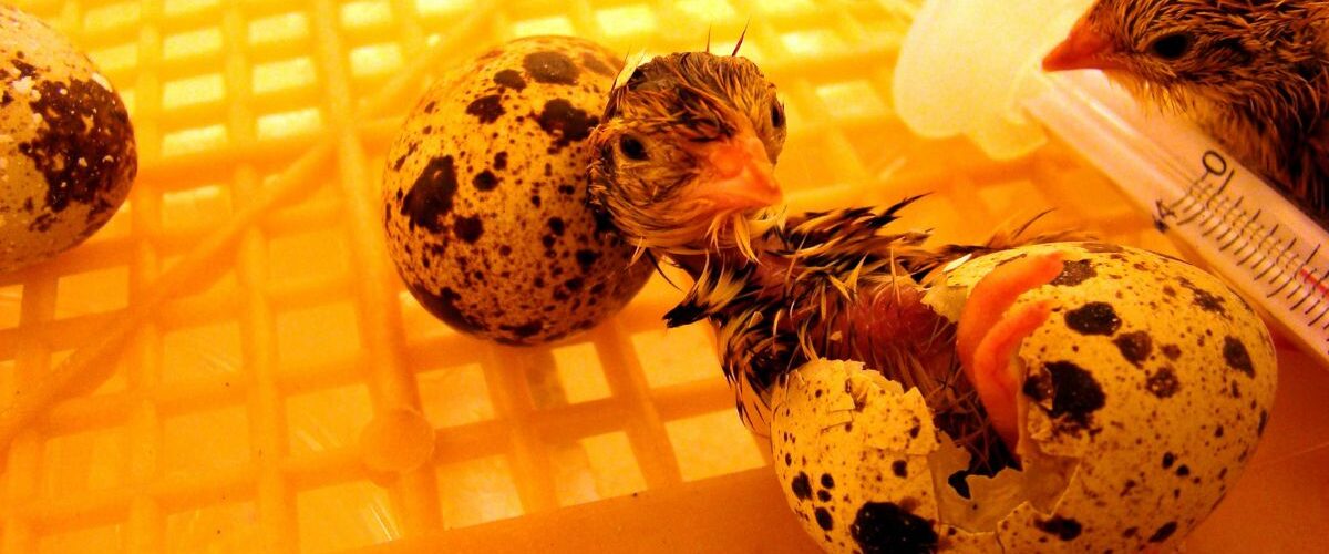 Как да изберем инкубатор