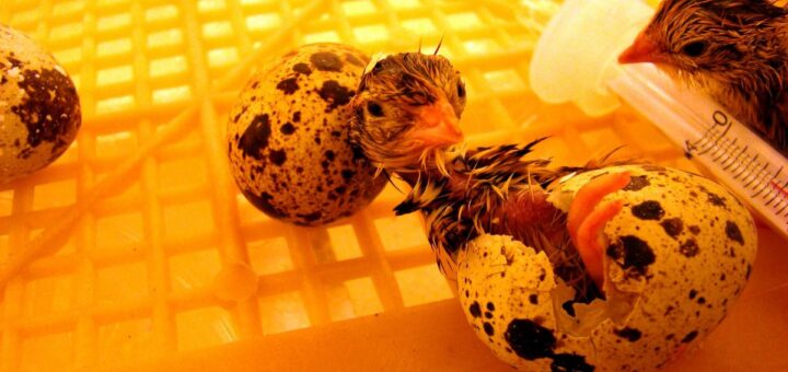 Как да изберем инкубатор