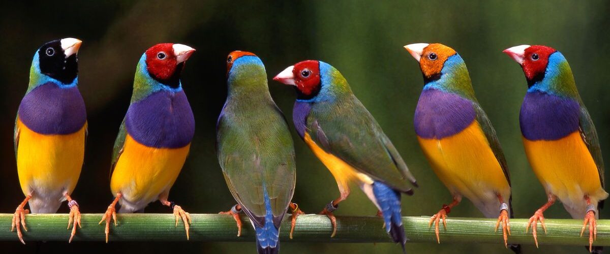 Как се гледат амадини