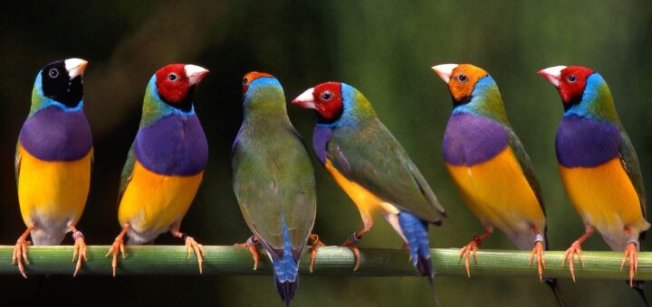 Как се гледат амадини