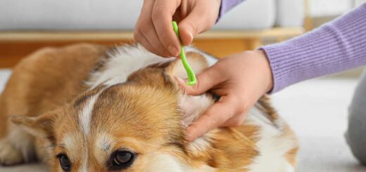 Кърлеж при куче