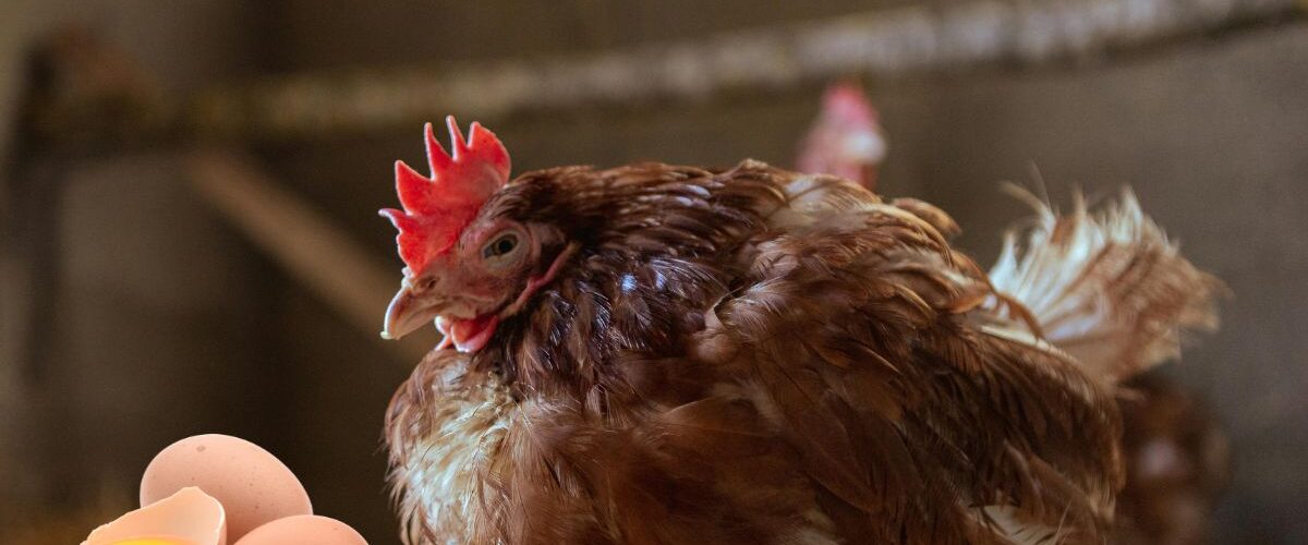 кокошките ядат яйцата си