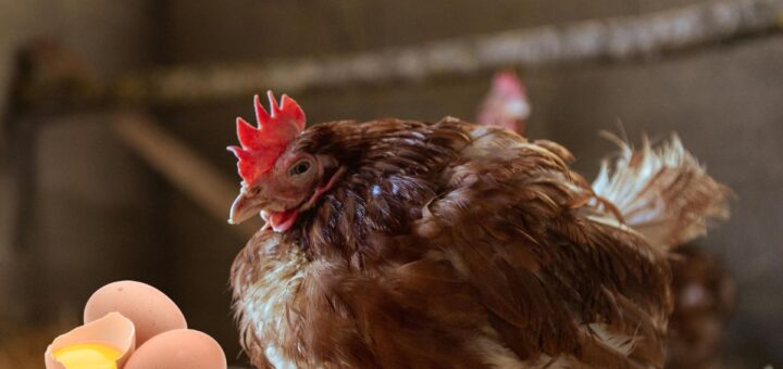 кокошките ядат яйцата си