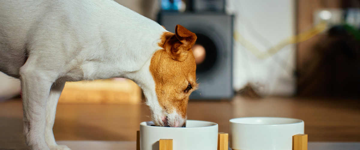 Колко да храним кучето си