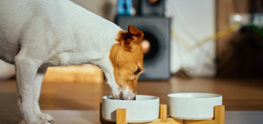 Колко да храним кучето си