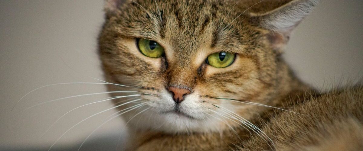 Колко живеят котките