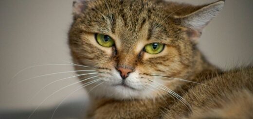 Колко живеят котките