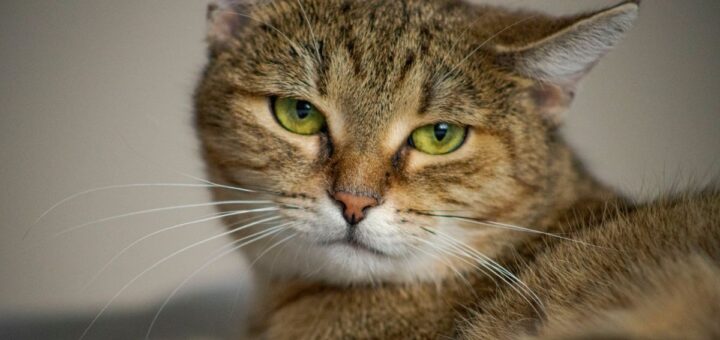 Колко живеят котките