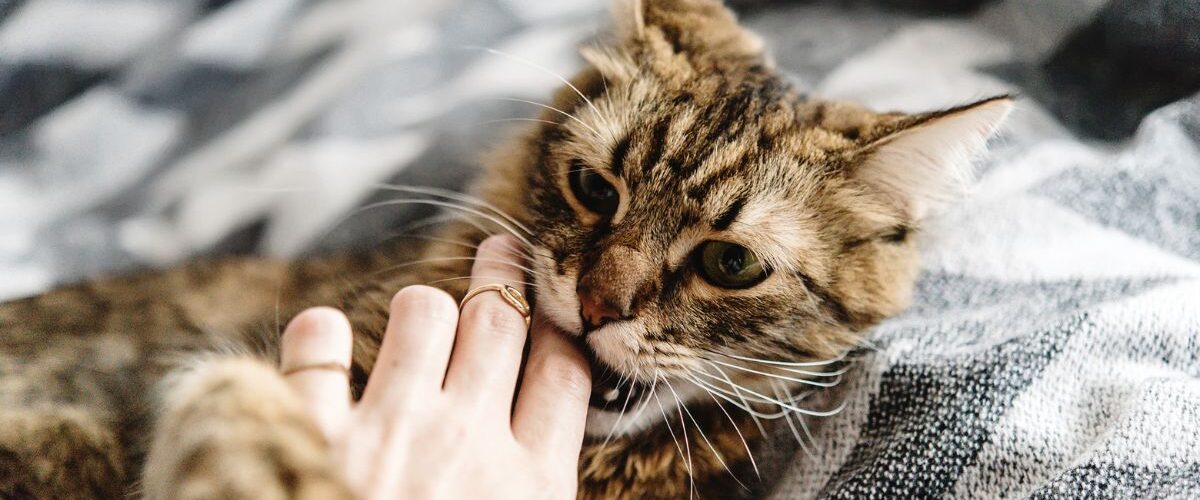 Котката хапе