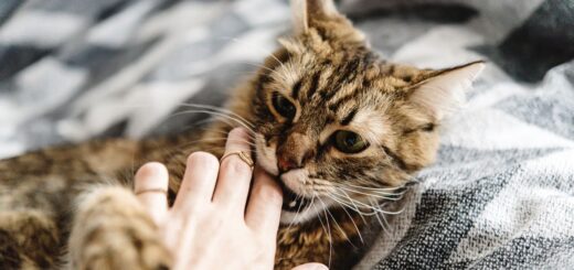 Котката хапе