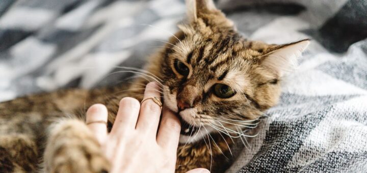 Котката хапе