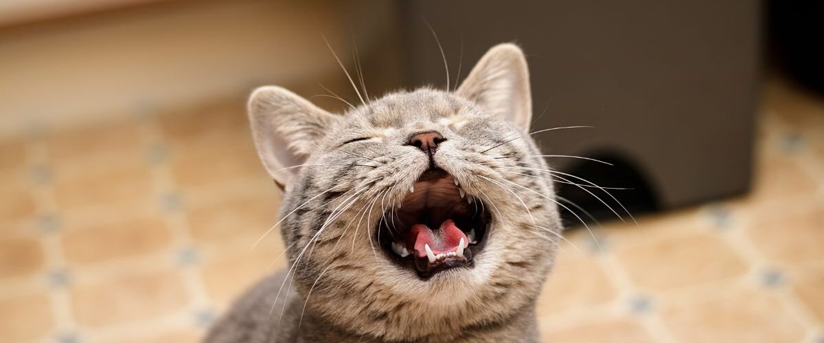 Котката мяука постоянно