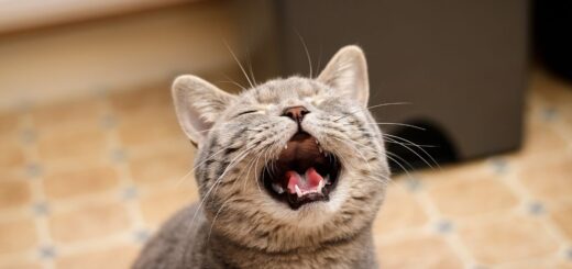 Котката мяука постоянно