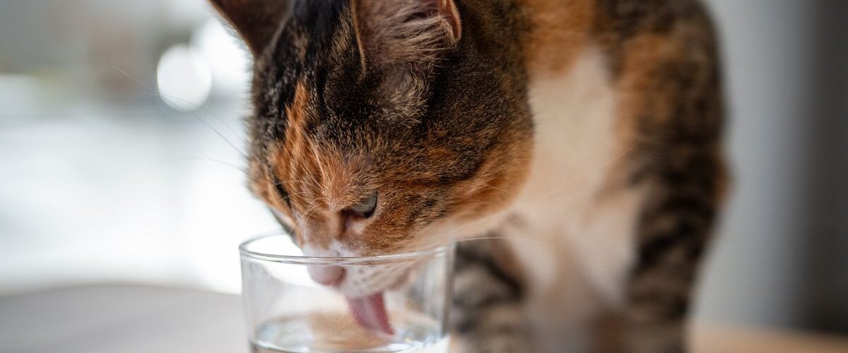 Котката не пие вода