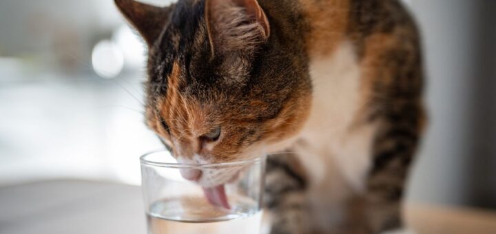 Котката не пие вода