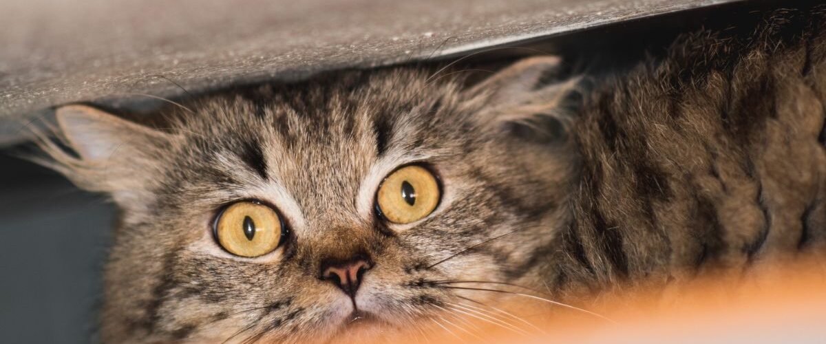 Котката се крие