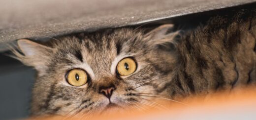 Котката се крие