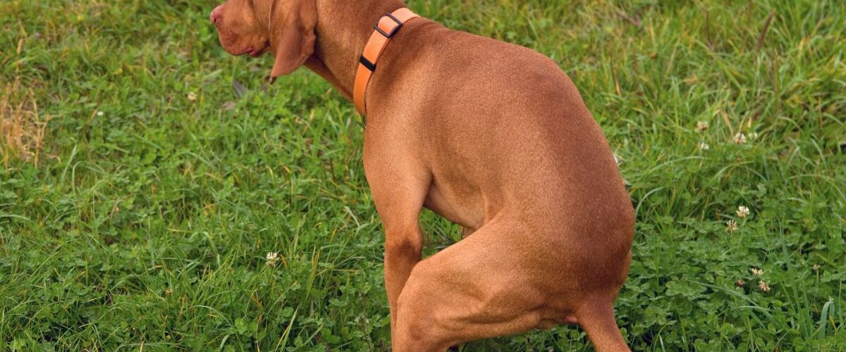 Кръв в изпражненията на кучето