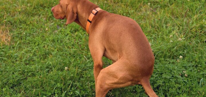 Кръв в изпражненията на кучето