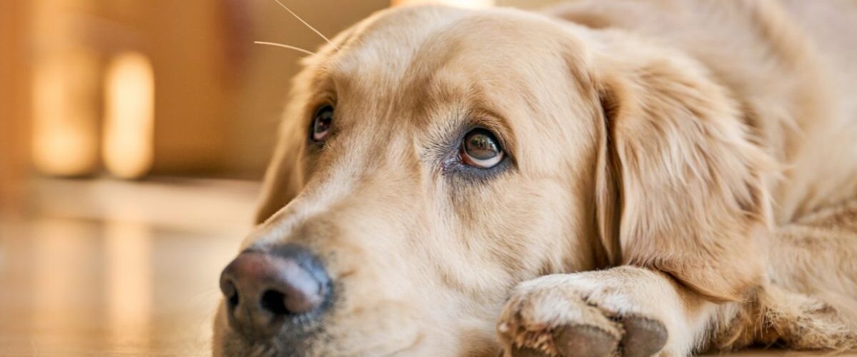 Куче не яде, но пие вода