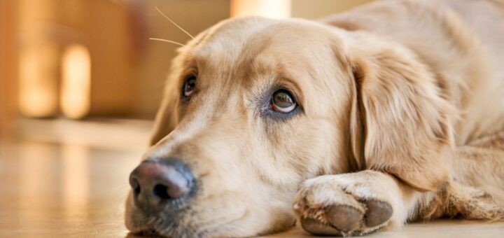 Куче не яде, но пие вода