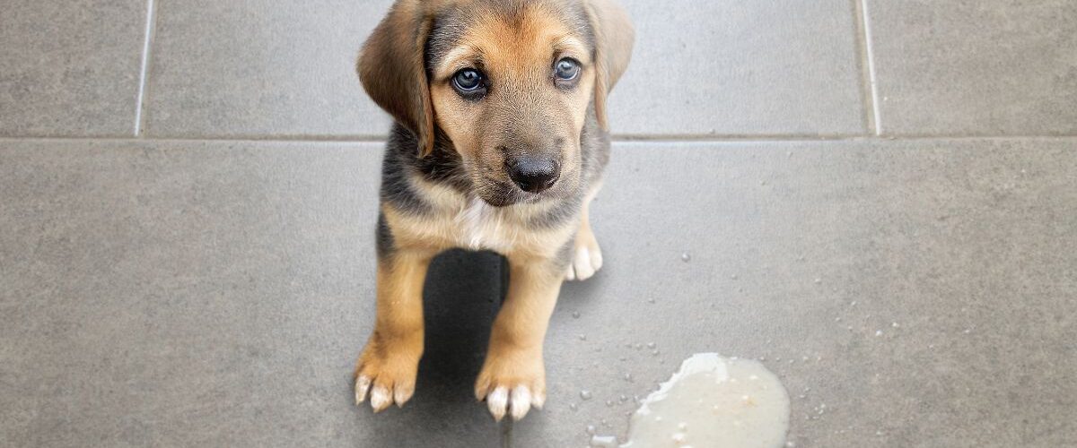 Куче повръща жълта пяна